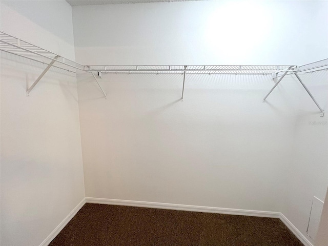 spacious closet with carpet flooring