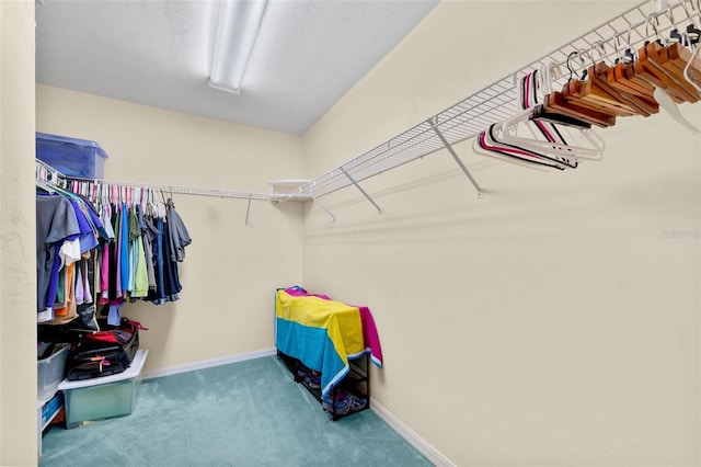 spacious closet featuring carpet floors