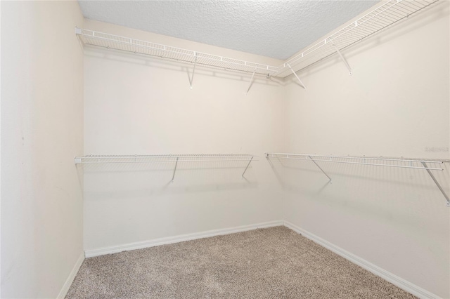 spacious closet featuring carpet flooring