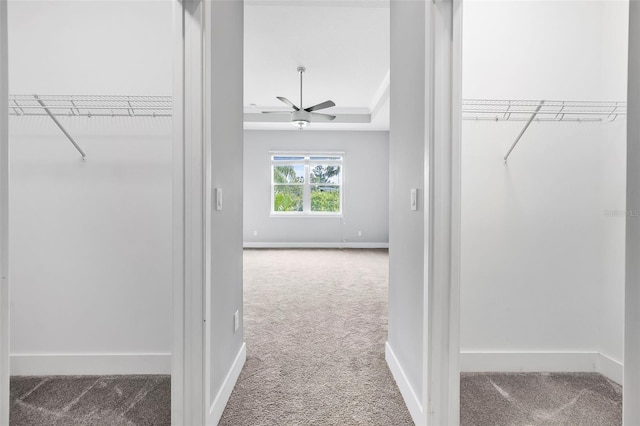 walk in closet featuring carpet floors, ceiling fan, and a tray ceiling