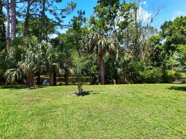217 Birchwood Dr, Palm Coast, FL 32137 - view of green lawn