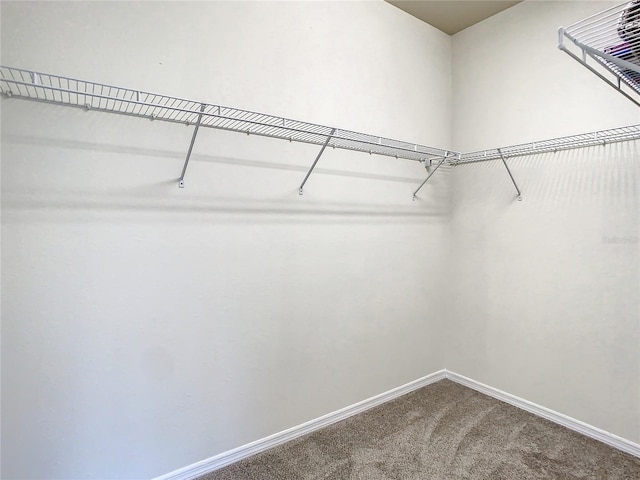 spacious closet featuring carpet flooring