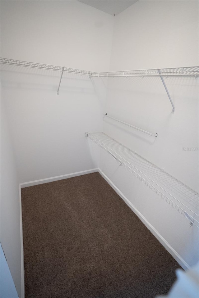 walk in closet with carpet floors