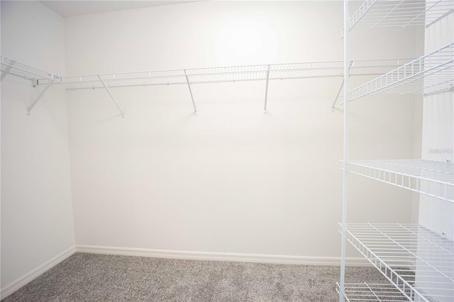 spacious closet featuring carpet flooring