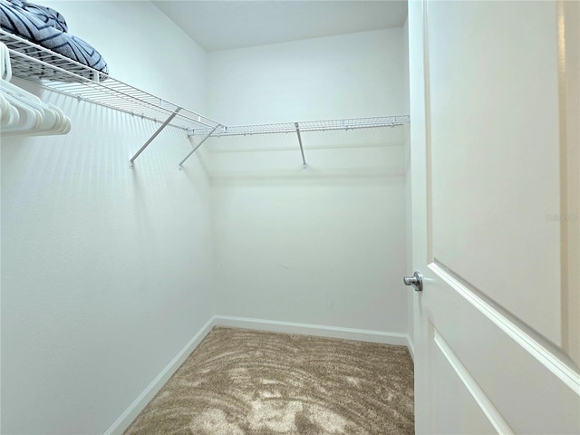 walk in closet featuring carpet floors