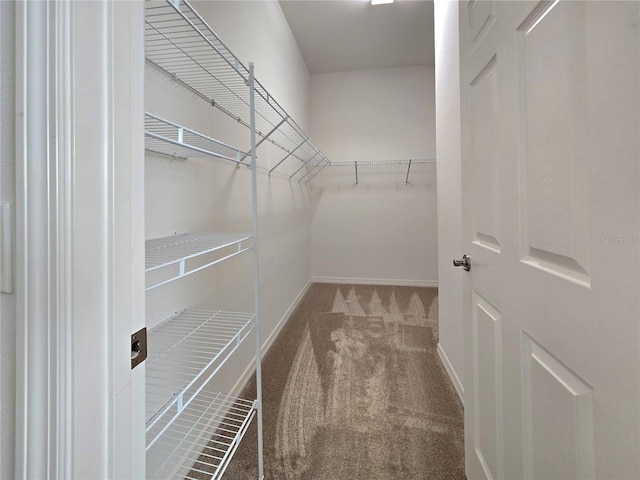 spacious closet featuring carpet floors