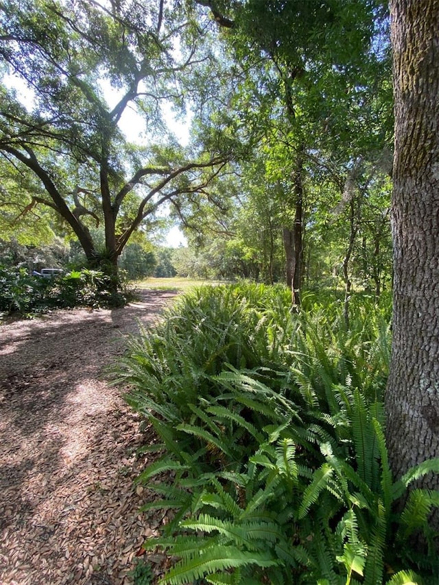 view of local wilderness