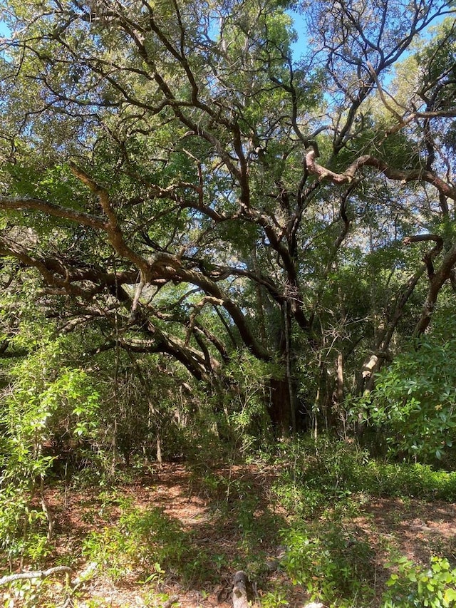 1921 Smitty Rd, Weirsdale, FL 32195 - view of woods