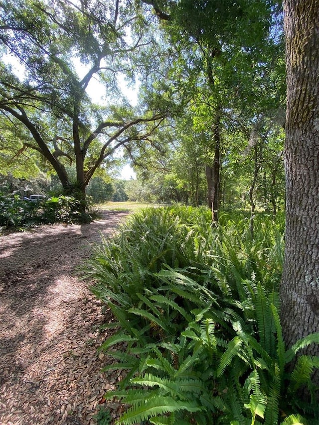 1921 Smitty Rd, Weirsdale, FL 32195 - view of yard