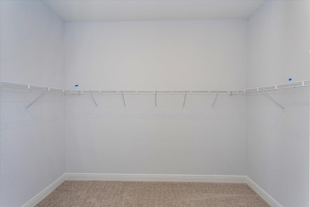 spacious closet featuring carpet floors