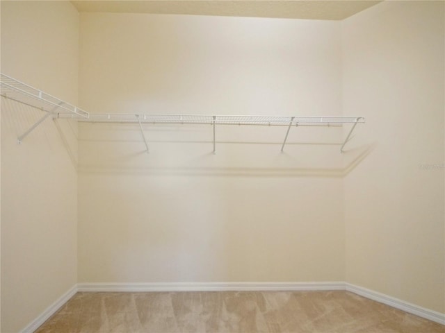 spacious closet featuring carpet flooring