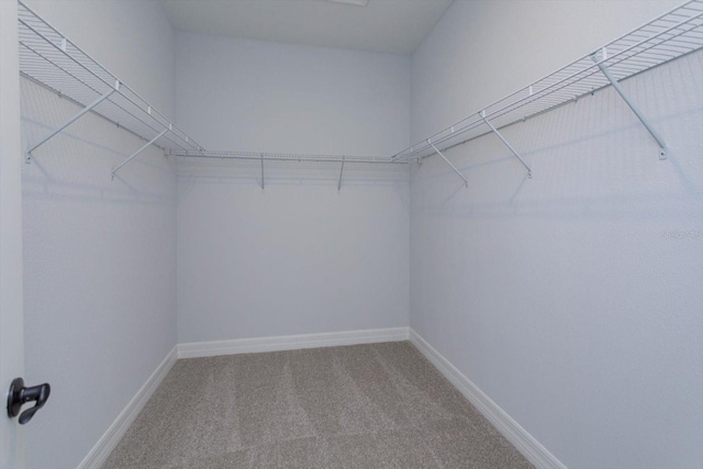 spacious closet with carpet flooring