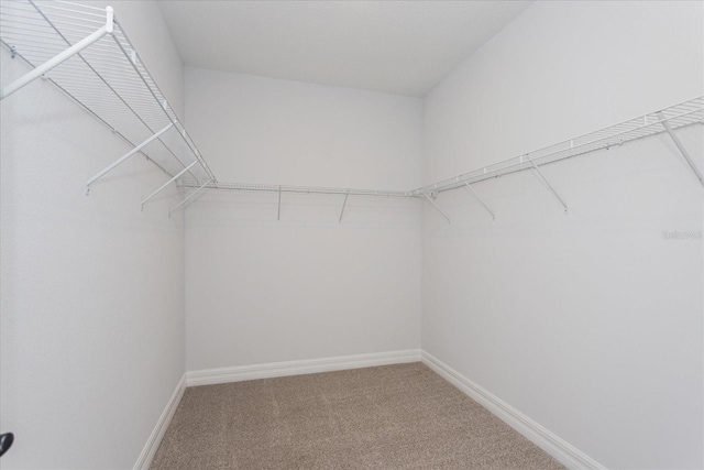 walk in closet with carpet flooring