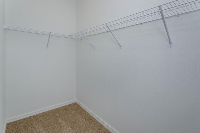 walk in closet with carpet flooring