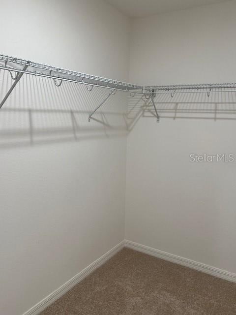 spacious closet featuring carpet