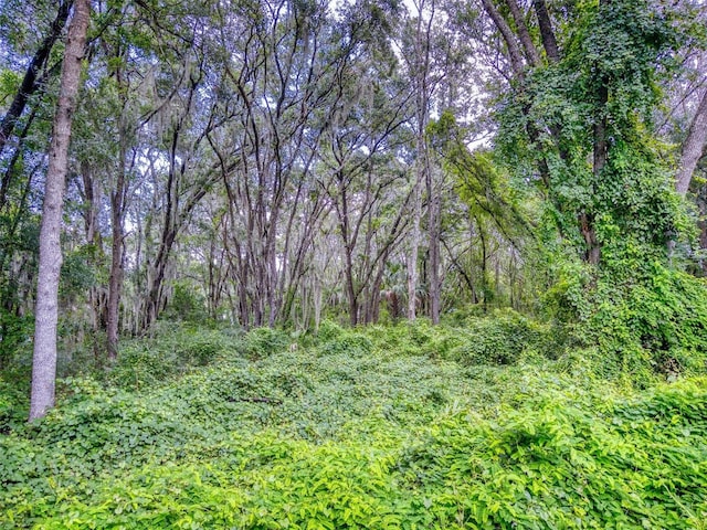 view of local wilderness