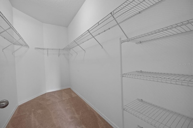 spacious closet with carpet