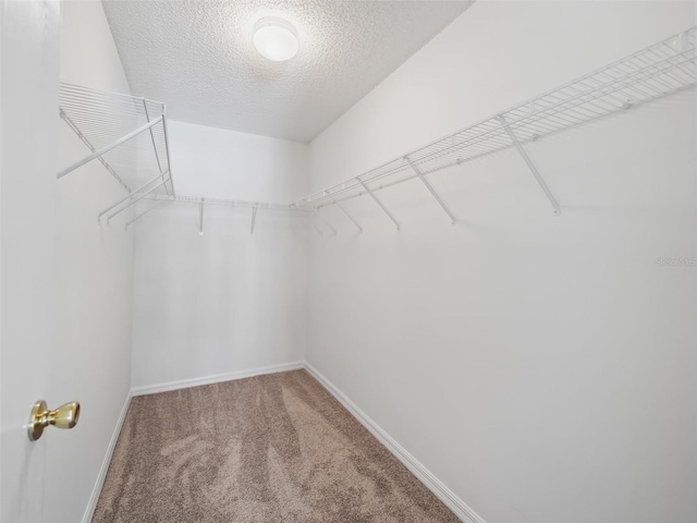 spacious closet with carpet flooring