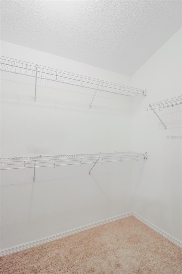 spacious closet featuring carpet floors