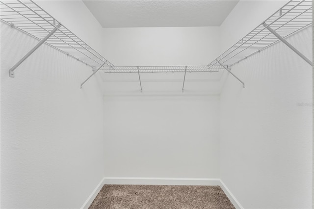 spacious closet featuring carpet floors