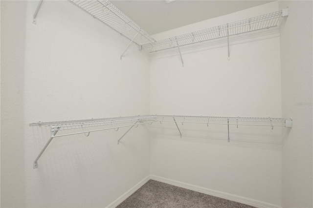 spacious closet featuring carpet flooring