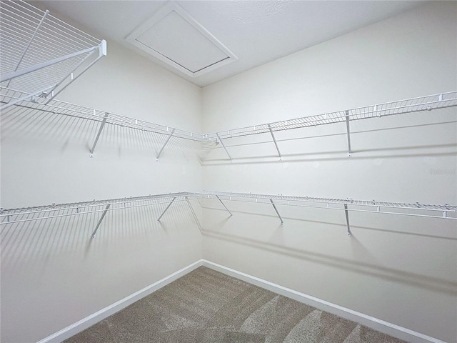 spacious closet featuring carpet flooring