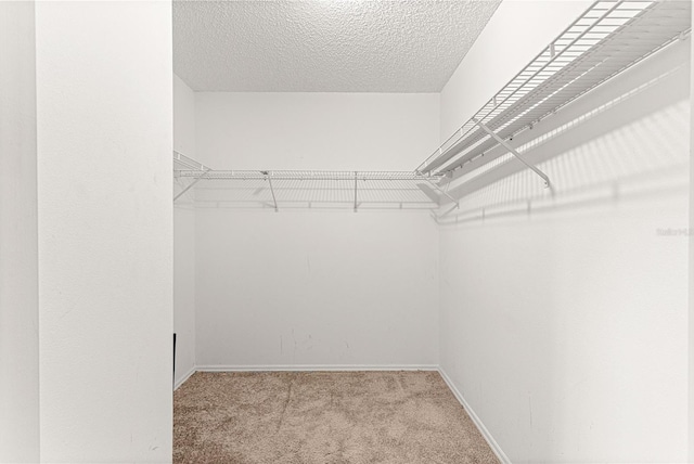 walk in closet featuring light colored carpet