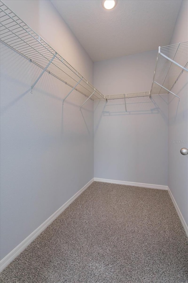 spacious closet featuring carpet floors