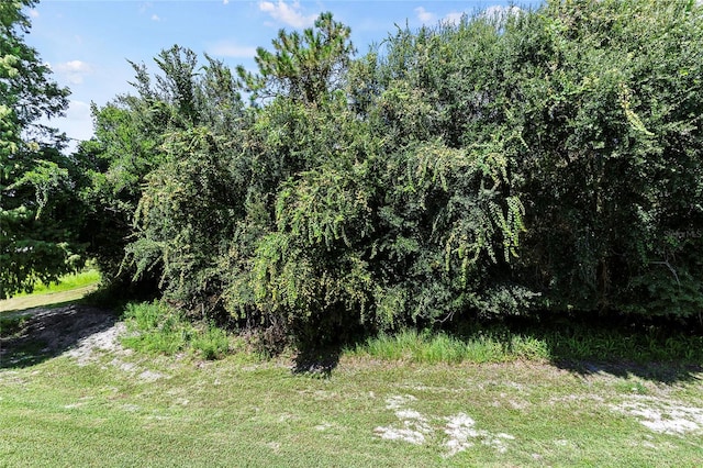 view of local wilderness