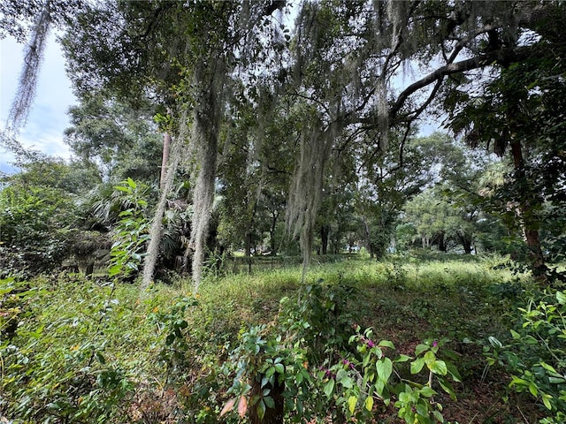 view of local wilderness