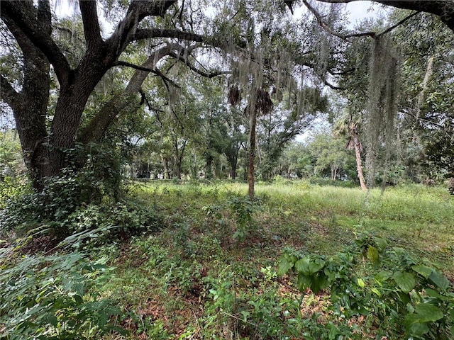 view of local wilderness