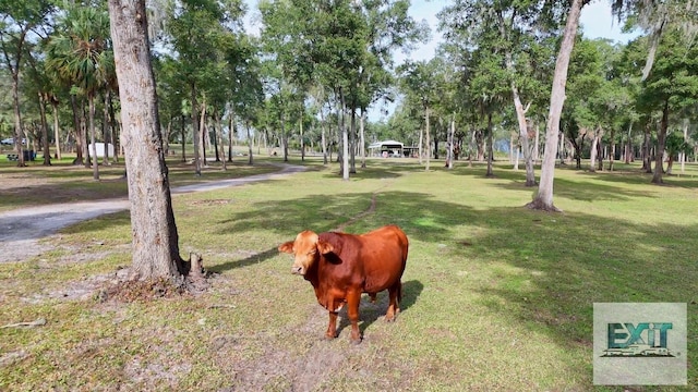 view of community featuring a yard