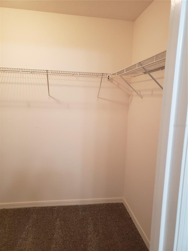 walk in closet featuring carpet