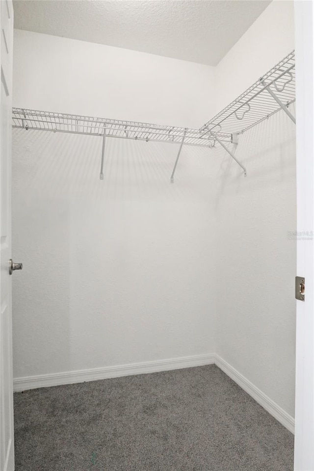 spacious closet featuring carpet