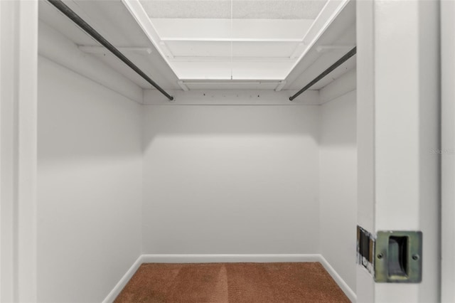 spacious closet featuring carpet floors