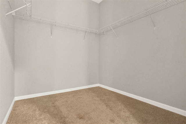 walk in closet featuring carpet floors