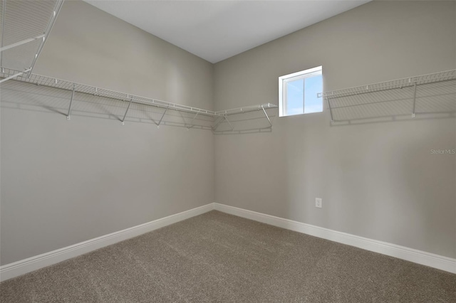 walk in closet featuring carpet floors