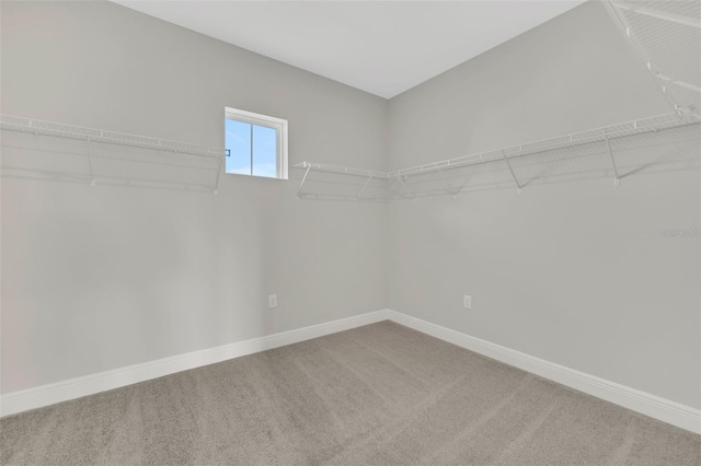 spacious closet featuring carpet