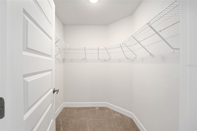 walk in closet featuring carpet floors