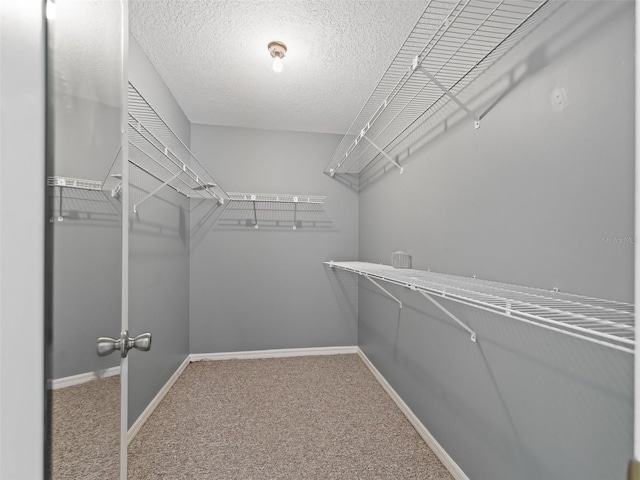 spacious closet featuring carpet flooring