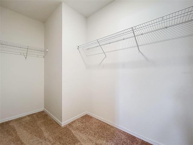 walk in closet with carpet flooring