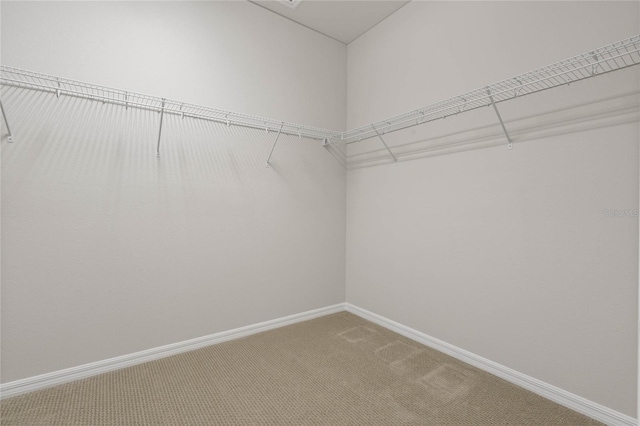 walk in closet with carpet floors