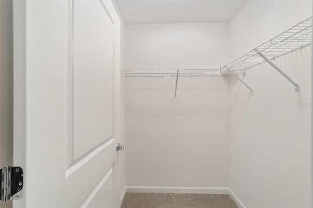 walk in closet with carpet floors