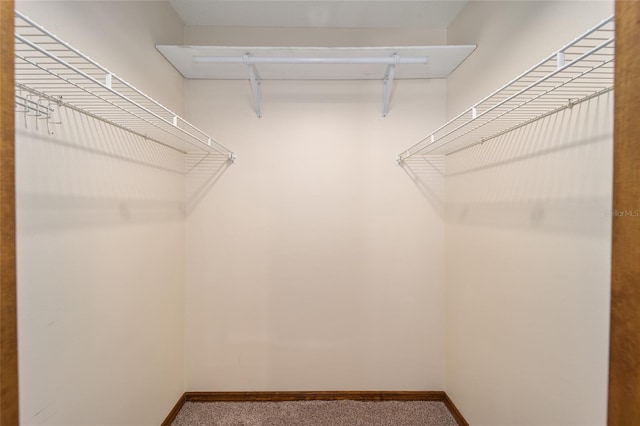 spacious closet featuring carpet