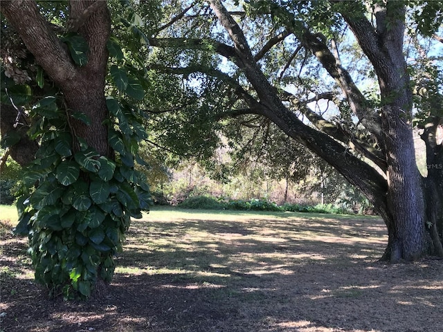 view of local wilderness