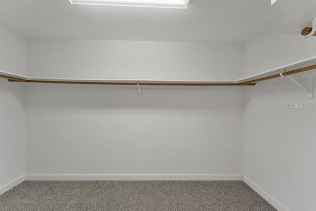 spacious closet featuring carpet