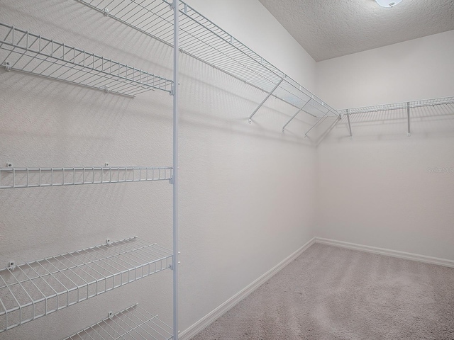 spacious closet featuring carpet flooring