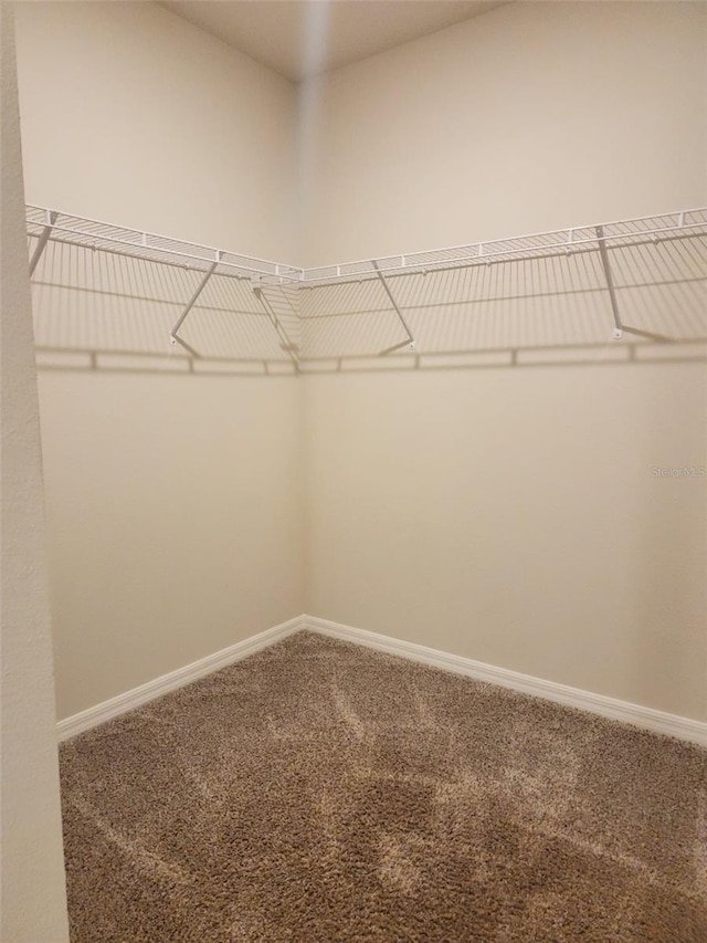 spacious closet featuring carpet floors