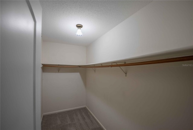 spacious closet featuring carpet