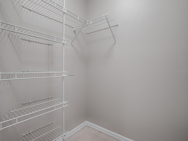 walk in closet featuring carpet flooring